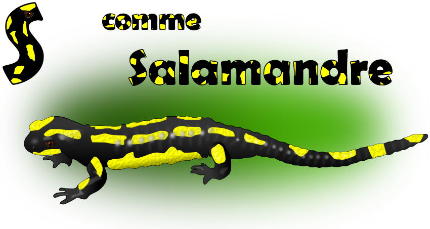 S comme Salamandre