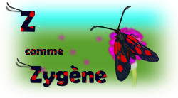 Z comme Zygène