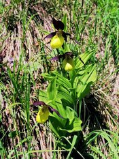 sabots de venus (orchidée)