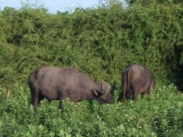 buffles_chobe_01.jpg - Buffles Parc de Chobe (Botswana)