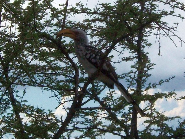 calao_banane_volante_etosha.jpg - Calao (Banane Volante) dans le Parc d'Etosha (Namibie)