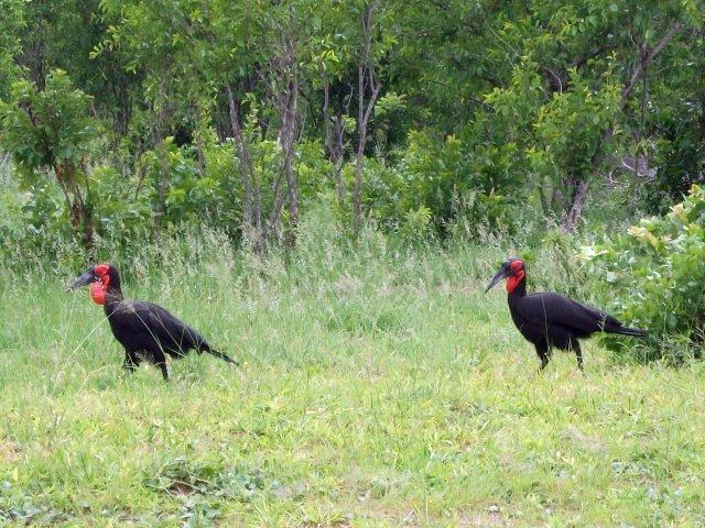 calaos_terrestres_chobe.jpg - Calaos terrestres dans le parc de Chobe (Botswana)