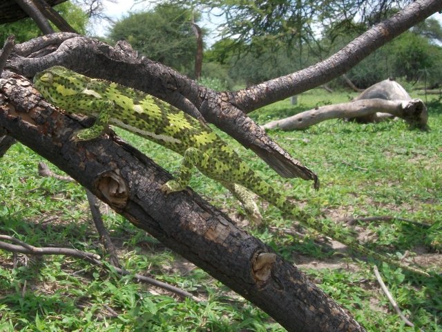 cameleon_01.jpg - Caméléon Région Maun (Botswana)