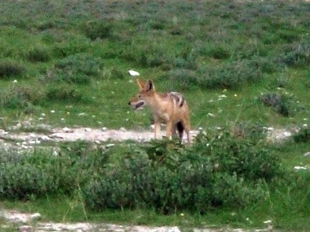 chacal_etosha.jpg - Chacal dans le Parc d'Etosha (Namibie)