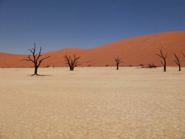 deadvlei_02.jpg - Dans la cuvette de Deadvlei (Namibie)