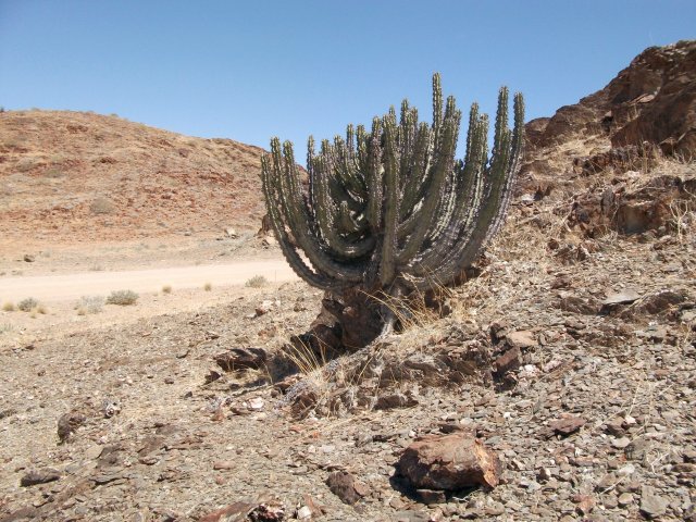 euphorbe_damaraland.jpg - Euphorbe au Damaraland (Namibie)