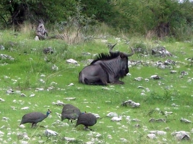 gnou_et_pintades_etosha.jpg - Pintades et gnou dans le Parc d'Etosha (Namibie)