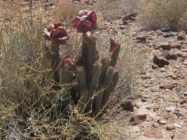 hoodia_damaraland.jpg - Hoodia gordonii au Damaraland (Namibie)