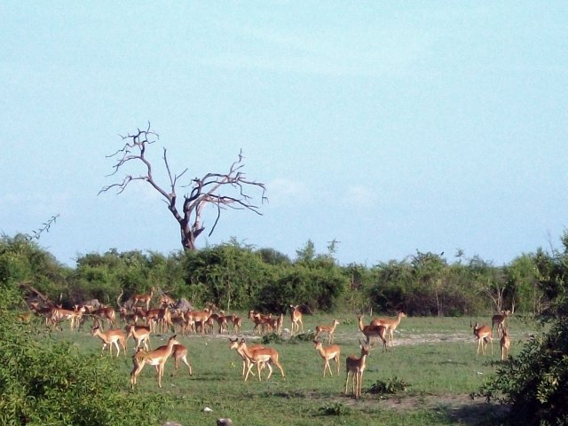 impalas_chobe_01.jpg - Impalas Parc de Chobe (Botswana)