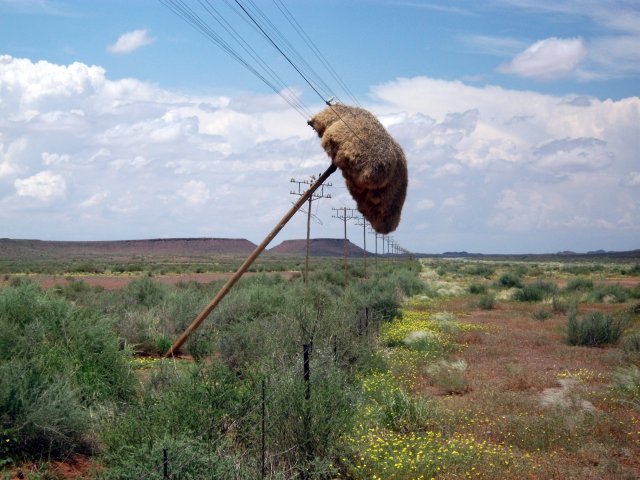 nid_derepublicains_RSA.jpg - Nid de républicains sur un poteau (RSA)