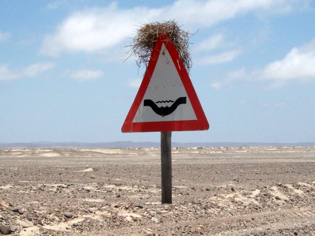 nid_skeleton_coast.jpg - Nid sur la Skeleton Coast (Namibie)