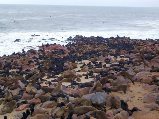 otaries_cape_cross.jpg - Colonie d'Otaries du Cap à Cape Cross (Namibie)