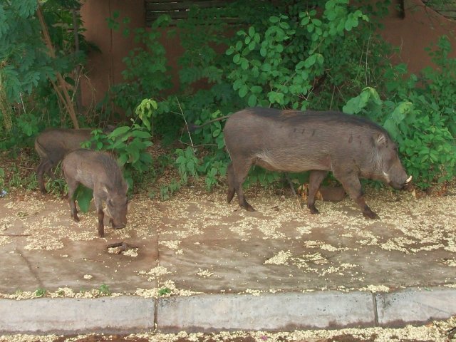 phacocheres_kasane.jpg - Phacochères à Kasane (Botswana)