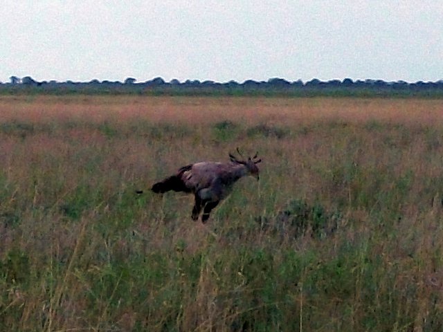 secretaire_etosha.jpg - Secrétaire (ou serpentaire) dans le Parc d'Etosha (Namibie)