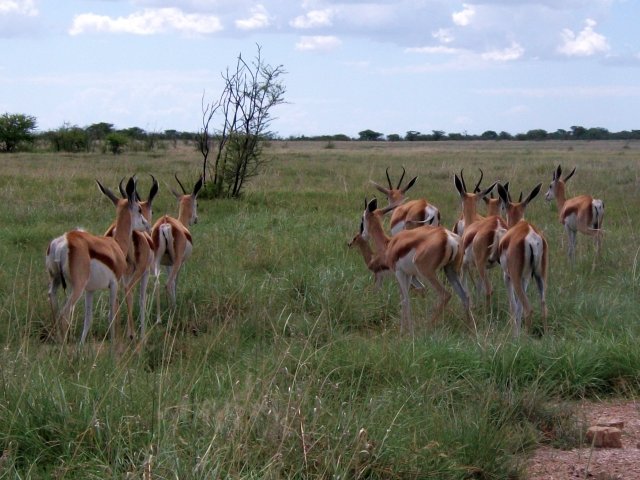 springboks_etosha.jpg - Springboks dans le Parc d'Etosha (Namibie)