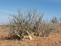 arbre_rabougri_damaraland