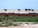 autruches_etosha