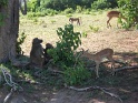 babouins_et_impalas_chobe