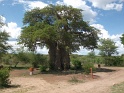 baobab_kasane