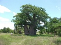 baobab_region_tsumeb