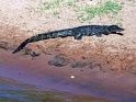 crocodile_chobe_01