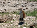 ecureuil_de_terre_etosha