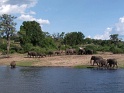 elephants_chobe_01