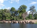 elephants_chobe_02