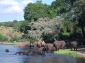 elephants_chobe_03