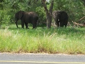 elephants_route_chobe