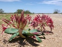 fleur_damaraland