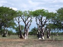 foret_fantome_etosha