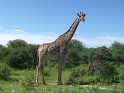 girafe_etosha