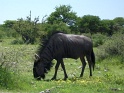 gnou_etosha