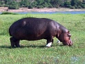 hippo_chobe_01