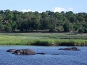 hippo_chobe_02