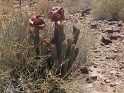 hoodia_damaraland