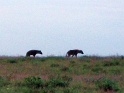 hyenes_etosha