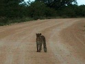 leopard_etosha