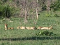 lions_chobe_01