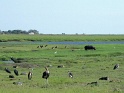 marabouts_et_hippo_chobe