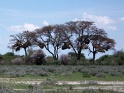 nids_de_tisserins_etosha