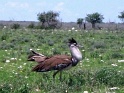 outarde_etosha