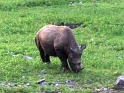 rhinoceros_etosha