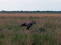 secretaire_etosha