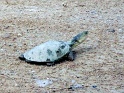 terrapine_etosha