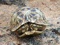 tortue_RSA