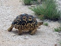 tortue_etosha