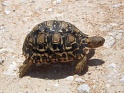 tortue_region_tsumeb