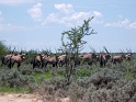 troupeau_oryx_etosha